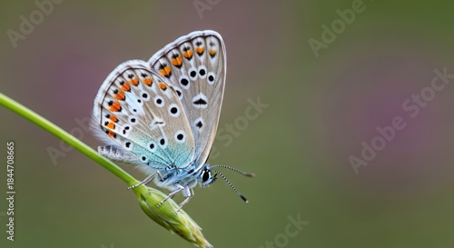 Wallpaper Mural Delicate blue butterfly with orange spots perched on a green stem in soft focus Torontodigital.ca