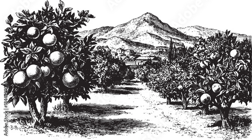 Hand-drawn orange grove landscape with fruit trees and mountains in the distance. Detailed black and white vector illustration showcasing nature.