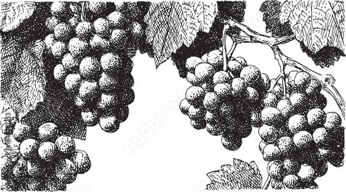 Grapes on the vine in detailed monochrome vector illustration. Elegant graphic set with leaves, perfect for vintage labels or packaging.