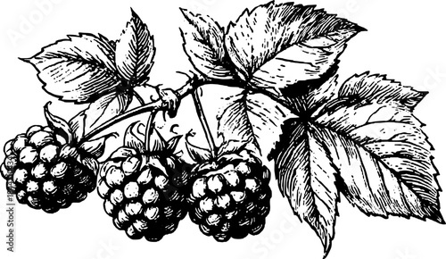 Black and white botanical illustration of raspberries with detailed outline in a vintage engraving style. This artwork is a classic vector illustration.