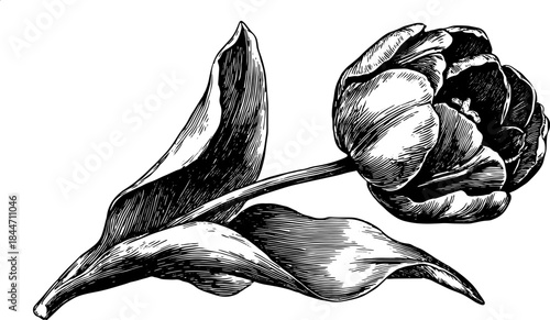Black and white tulip flower illustration in vintage engraving style. Intricate detailed vector set showcasing the botanical design.