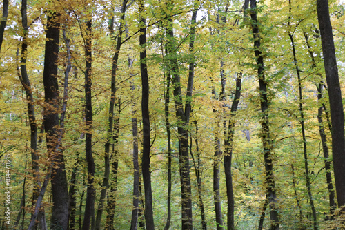Canvas Print A wall of forest with tall, slender tree trunks, whose leaves are in a transition phase from green to yellow, creating a rich gradient of autumn colors