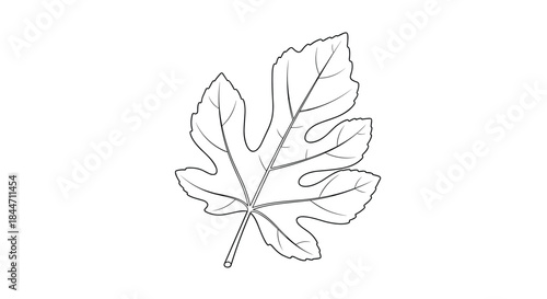 Simple black and white line art drawing of a single fig leaf showing its distinctive lobed shape and vein details.