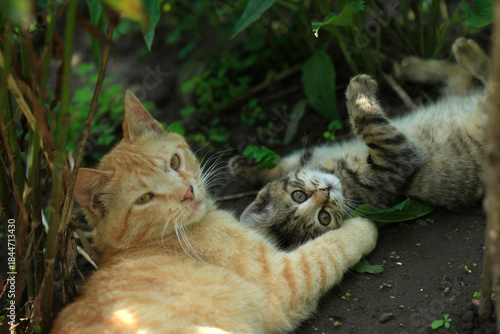 Canvas Print Portrait of cute street cats