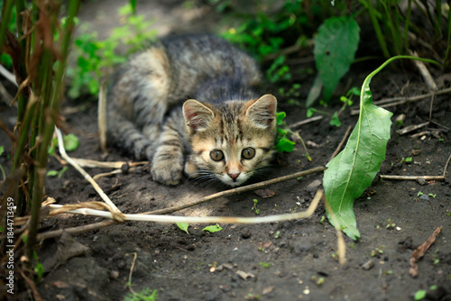 Photography Portrait of cute street cats