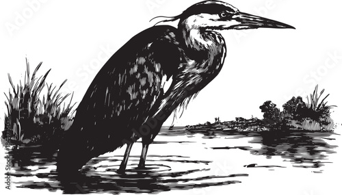 Heron bird illustration in monochrome style. Detailed wildlife vector artwork featuring a scenic outdoor environment.