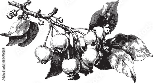 Branch with fruit and leaves. Black and white botanical vector illustration featuring simple details in a vintage style.
