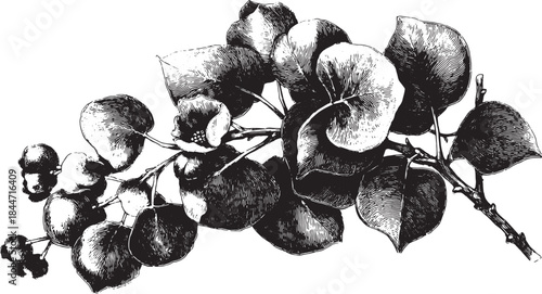 Botanical illustration of a detailed leaf and flower branch. Black and white vector art featuring natural elements in a set composition.