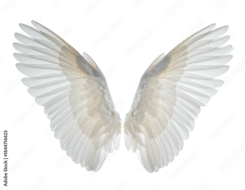 Fototapeta premium White feathered wings, outstretched, angelic, ethereal, soft