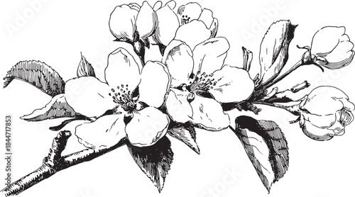 Black and white illustration of a flower branch with detailed petals and leaves. This vector design highlights the beauty of nature.