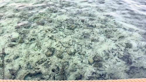A tranquil underwater view showcasing a sandy seabed filled with various shells and marine life.