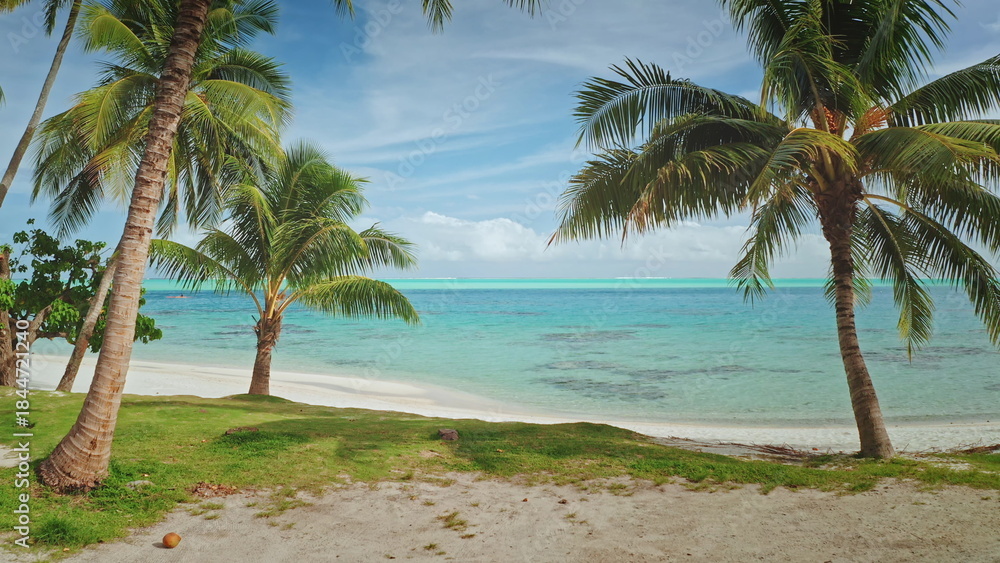 Obraz premium Lush palm trees rising on a beautiful white sand beach bordering a turquoise lagoon, with shades of blue and green, in a tropical paradise in French Polynesia