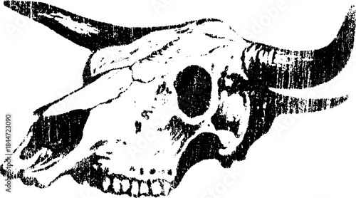 Bull skull vector illustration in black and white. A realistic artwork featuring detailed lines and texture, suitable for vintage designs.