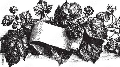 Vintage botanical illustration of leaves and berries. Detailed black and white vector image, including ornamental elements for a decorative set.