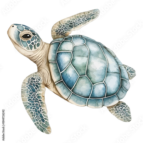Watercolor Sea Turtle Swimming Marine Animal Illustration
