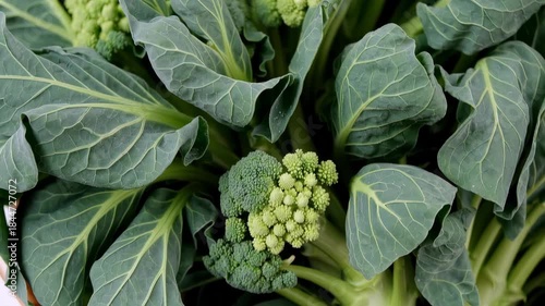 Harvesting fresh broccoli and cauliflower at a local farm natural