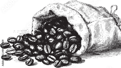 Coffee beans in a vintage bag. Hand-drawn illustration of roasted beans in a vector format.