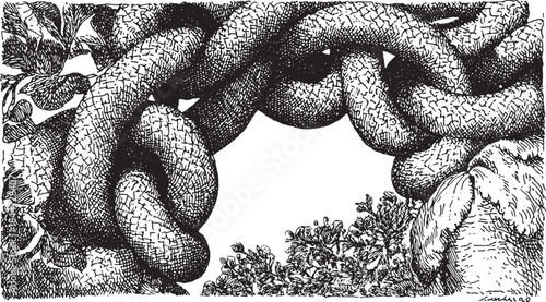 Tangled vine illustration in black and white. Detailed botanical vector illustration with intricate texture and organic foliage pattern.