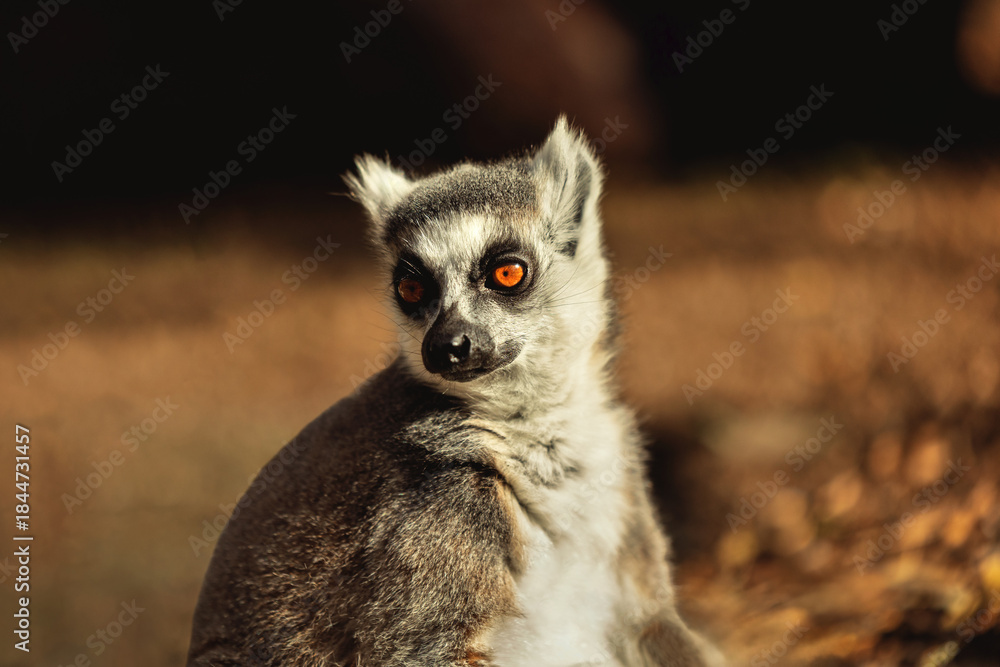 Fototapeta premium Ring-tailed lemur with a captivating gaze in natural light