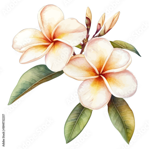 Watercolor Plumeria Frangipani Flowers on Branch Vector Illustration
