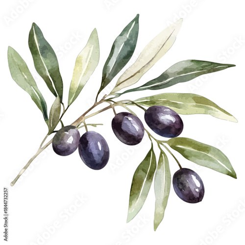Watercolor Black Olives on an Olive Branch Vector Illustration, Botanical Greenery
