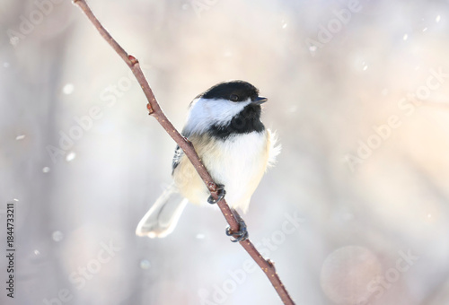 little bird in nature during winter