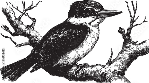 Illustration of a kingfisher bird perched on a branch. This classic black and white vector drawing highlights the intricate details and natural features.