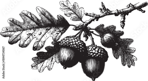 Detailed illustration of acorn and oak leaf. Black and white botanical vector art showcasing natural elements in a vintage style.