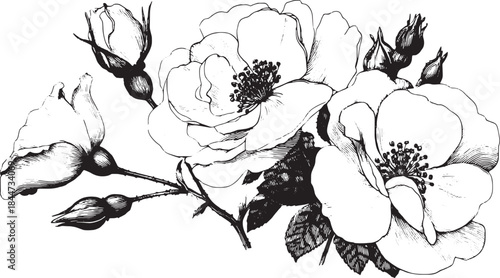 Illustration of a rose flower featuring detailed line art. A black and white vector illustration showcasing natural beauty and elegance.