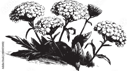 Botanical flower illustration in black and white style. Detailed vector set depicting blooming flowers and leaves.