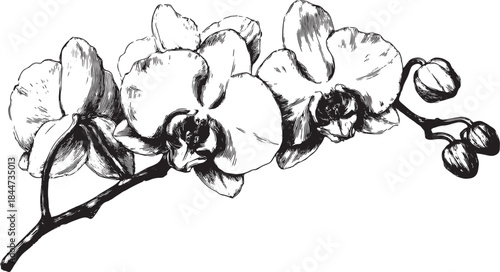 Orchid flower illustration in monochrome style. Detailed botanical set featuring petals and stem, ideal for art and vintage decor vector.