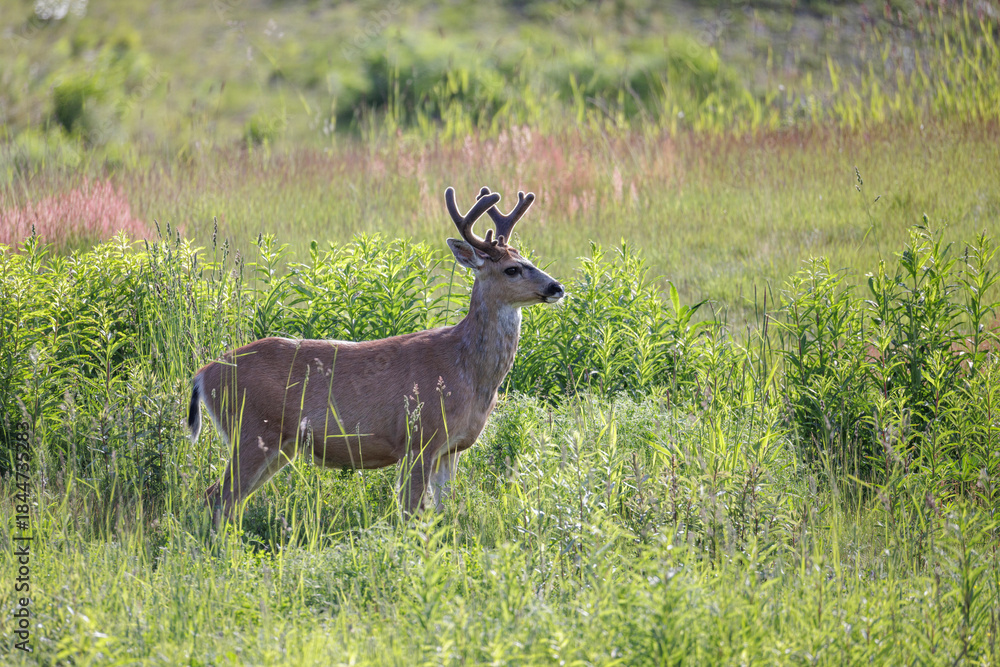 Obraz premium Black-tailed deer