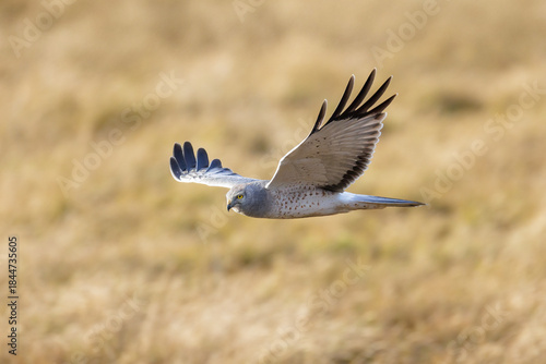 Fotografie Northern harrier bird