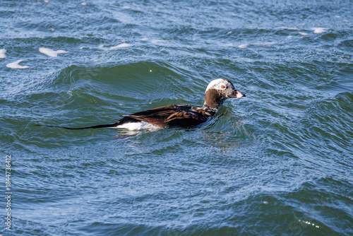 Long-tailed Duck bird