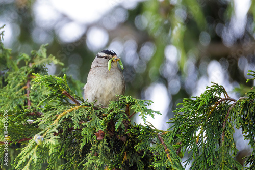 White-crowned sparrow bird