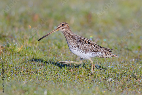 Картината върху платно Wilson's snipe bird
