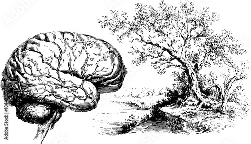Engravings of a brain and tree illustrating detailed outlines. A vintage black and white vector illustration showcasing nature and science in a cohesive set.