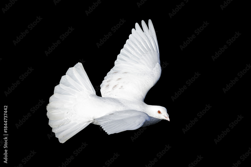Obraz premium Rock Pigeon bird