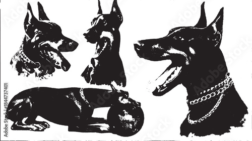 Doberman dog portraits with a collar. Black silhouette vector illustration featuring various poses in a set, showcasing the dog's form.