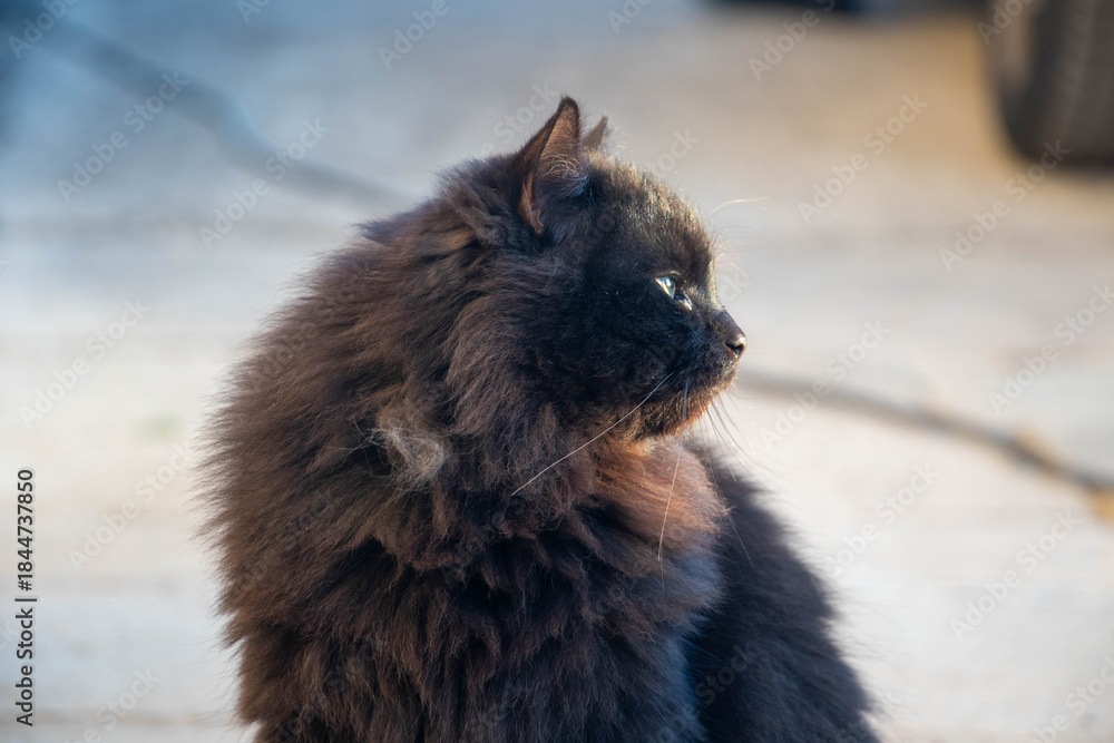 Obraz premium A young black cat looking in the distance. Cat photo. Animal photo