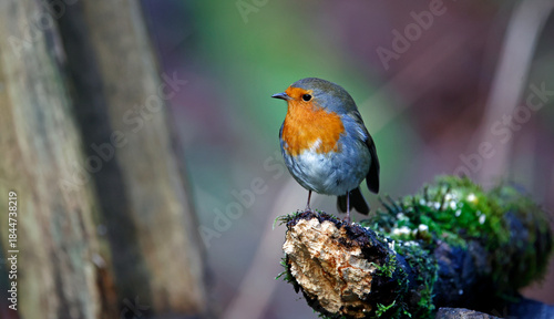 Eurasian robin in a Christmas setting