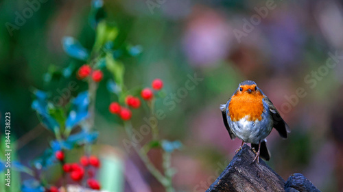 Eurasian robin in a Christmas setting