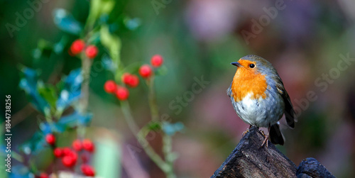 Eurasian robin in a Christmas setting
