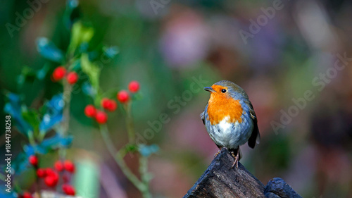 Eurasian robin in a Christmas setting