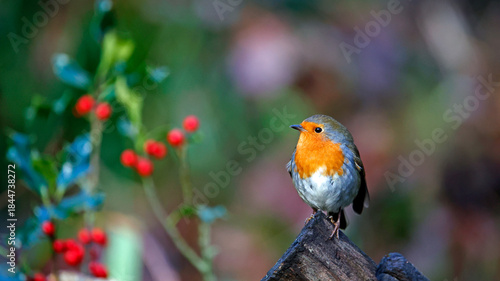 Eurasian robin in a Christmas setting