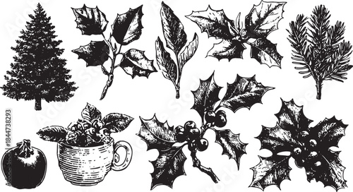 Holly and tree illustrations in a black and white hand-drawn style. Unique vector set of botanical elements for decoration.