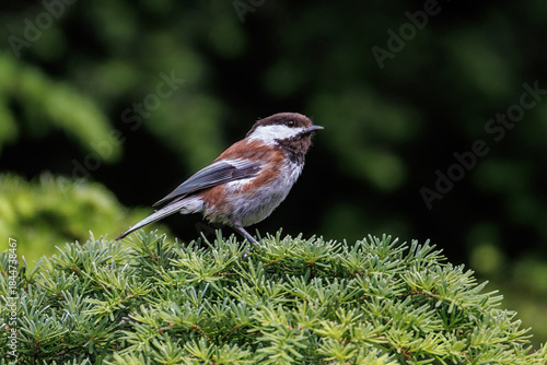 Chestnut-backed chickadee bird