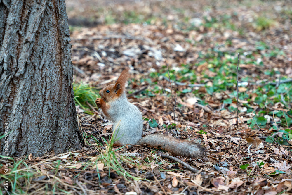 Obraz premium A Eurasian red squirrel (Sciurus vulgaris) is sitting on the ground next to a large tree trunk, nibbling on a nut.