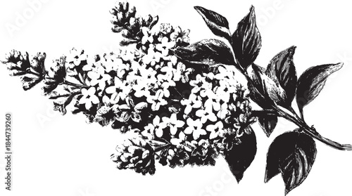Vintage black and white flower illustration with detailed leaves. This vector graphic design is suitable for a botanical decor set.