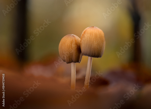 Autumn Fungi - Glistening Inkcap